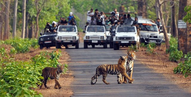 wildlife-safari